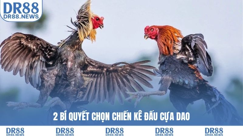 2 bí quyết chọn chiến kê đấu cựa dao