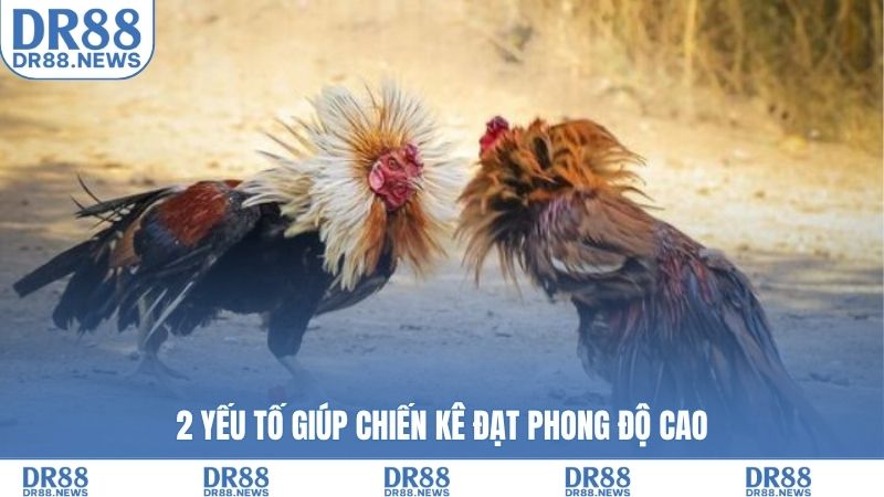 2 yếu tố giúp chiến kê đạt phong độ cao