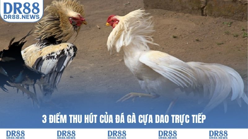 3 điểm thu hút của đá gà cựa dao trực tiếp