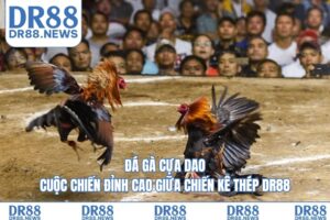 Đá gà cựa dao – Cuộc chiến đỉnh cao giữa chiến kê thép DR88