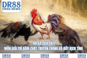 Đá gà cựa sắt – Môn giải trí đậm chất truyền thống và đầy kịch tính