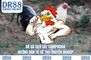 Đá gà cựa sắt Campuchia: hướng dẫn từ kê thủ chuyên nghiệp