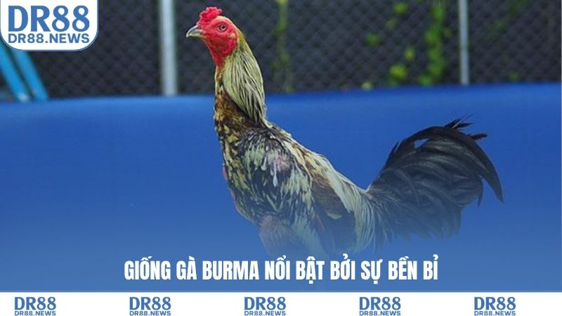 Giống gà Burma nổi bật bởi sự bền bỉ