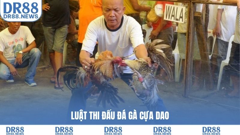 Luật thi đấu đá gà cựa dao