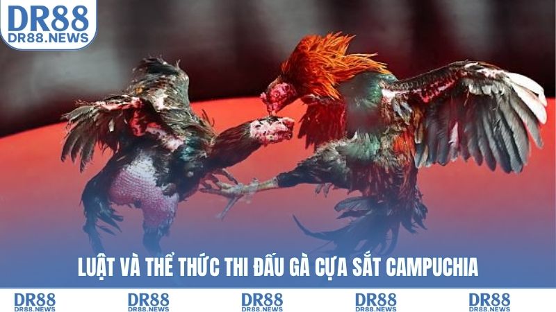 Luật và thể thức thi đấu gà cựa sắt Campuchia