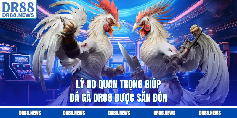 Lý do quan trọng giúp đá gà DR88 được săn đón
