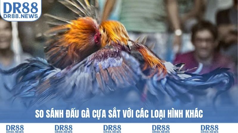 So sánh đấu gà cựa sắt với các loại hình khác