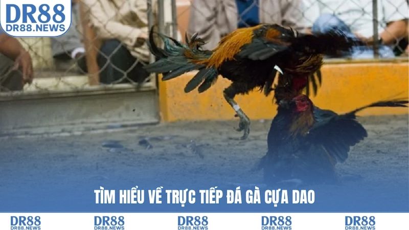 Tìm hiểu về trực tiếp đá gà cựa dao