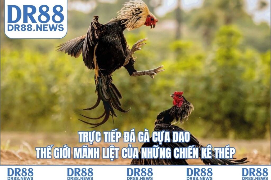 Trực tiếp đá gà cựa dao – Thế giới mãnh liệt của những chiến kê thép