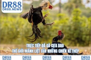Trực tiếp đá gà cựa dao – Thế giới mãnh liệt của những chiến kê thép